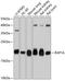 Ras-related protein Rap-1A antibody, 13-346, ProSci, Western Blot image 