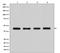 Beta-Actin antibody, M01263, Boster Biological Technology, Western Blot image 