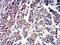 Unr antibody, NBP2-61760, Novus Biologicals, Immunohistochemistry paraffin image 