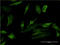 Purinergic Receptor P2Y1 antibody, LS-C197832, Lifespan Biosciences, Immunofluorescence image 