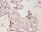 Peroxiredoxin 1 antibody, A52589-100, Epigentek, Immunohistochemistry paraffin image 