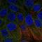 BCL2 Interacting Protein 1 antibody, NBP2-58913, Novus Biologicals, Immunofluorescence image 