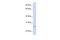 Protocadherin Gamma Subfamily C, 3 antibody, PA5-42717, Invitrogen Antibodies, Western Blot image 