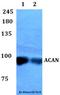 Aggrecan antibody, LS-C411949, Lifespan Biosciences, Western Blot image 