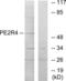Prostaglandin E Receptor 4 antibody, LS-C120587, Lifespan Biosciences, Western Blot image 