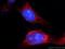 TRAF3 Interacting Protein 1 antibody, 14404-1-AP, Proteintech Group, Immunofluorescence image 