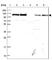 Eukaryotic Translation Initiation Factor 3 Subunit B antibody, HPA048983, Atlas Antibodies, Western Blot image 