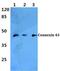 Gap Junction Protein Alpha 1 antibody, LS-C176593, Lifespan Biosciences, Western Blot image 