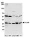 Chloride Intracellular Channel 4 antibody, A305-359A, Bethyl Labs, Western Blot image 