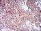 Mitochondrial Ribosomal Protein L42 antibody, MA5-17128, Invitrogen Antibodies, Immunohistochemistry frozen image 