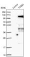 Elongin A antibody, NBP1-87040, Novus Biologicals, Western Blot image 