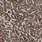 EHHADH antibody, NBP1-84915, Novus Biologicals, Immunohistochemistry frozen image 