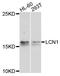 Lipocalin 1 antibody, STJ111870, St John