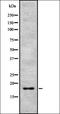 Cytochrome C Oxidase Subunit 7B2 antibody, orb337733, Biorbyt, Western Blot image 