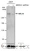 BRCA1 DNA Repair Associated antibody, GTX70113, GeneTex, Western Blot image 