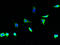 Tissue Specific Transplantation Antigen P35B antibody, A53877-100, Epigentek, Immunofluorescence image 