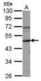 Cyclin A2 antibody, GTX103043, GeneTex, Western Blot image 