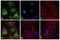 Rat IgG antibody, PA5-33280, Invitrogen Antibodies, Immunofluorescence image 