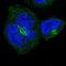 Beta-1,4-Galactosyltransferase 3 antibody, HPA010793, Atlas Antibodies, Immunofluorescence image 