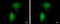 Phosphodiesterase 4B antibody, GTX102842, GeneTex, Immunofluorescence image 