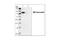 Maltose Binding Protein antibody, 2396S, Cell Signaling Technology, Western Blot image 