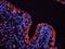 Galectin 3 antibody, orb382145, Biorbyt, Immunofluorescence image 