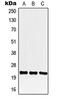 Protein CREG1 antibody, GTX56002, GeneTex, Western Blot image 