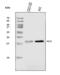 Proteolipid Protein 2 antibody, A06255-1, Boster Biological Technology, Western Blot image 