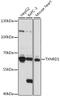 Thioredoxin Reductase 1 antibody, 16-688, ProSci, Western Blot image 