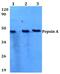 Pepsin A antibody, PA5-36559, Invitrogen Antibodies, Western Blot image 