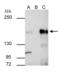 Lysine-specific demethylase 6A antibody, GTX121246, GeneTex, Immunoprecipitation image 