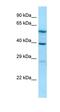 Allantoicase antibody, orb326172, Biorbyt, Western Blot image 