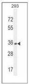 Olfactory Receptor Family 10 Subfamily H Member 1 antibody, AP53007PU-N, Origene, Western Blot image 