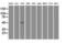 Interferon Regulatory Factor 3 antibody, M00165-6, Boster Biological Technology, Western Blot image 