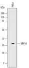 VAMP Associated Protein A antibody, MAB5820, R&D Systems, Western Blot image 