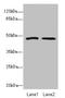 Chorion-specific transcription factor GCMa antibody, LS-C675799, Lifespan Biosciences, Western Blot image 