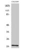 Trafficking Protein Particle Complex 3 antibody, STJ91851, St John