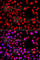 H2.0 Like Homeobox antibody, A7436, ABclonal Technology, Immunofluorescence image 