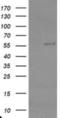 TRAF Interacting Protein antibody, NBP2-03822, Novus Biologicals, Western Blot image 