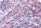 Ankyrin Repeat Domain 54 antibody, MBS242829, MyBioSource, Immunohistochemistry frozen image 