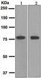 Transferrin antibody, ab109503, Abcam, Western Blot image 