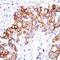 Ceramide glucosyltransferase antibody, orb47959, Biorbyt, Immunohistochemistry paraffin image 