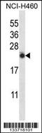 Interleukin 13 antibody, 57-235, ProSci, Western Blot image 