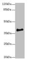 ER Lipid Raft Associated 1 antibody, CSB-PA007790LA01HU, Cusabio, Western Blot image 