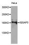 IQ Motif Containing GTPase Activating Protein 3 antibody, MBS9128941, MyBioSource, Western Blot image 