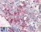 THEM6 antibody, LS-A8239, Lifespan Biosciences, Immunohistochemistry paraffin image 
