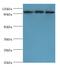 SRY-Box 6 antibody, LS-C376662, Lifespan Biosciences, Western Blot image 