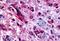 Cholinergic Receptor Muscarinic 5 antibody, GTX70523, GeneTex, Immunohistochemistry paraffin image 