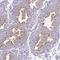 Semaphorin 6B antibody, NBP2-37970, Novus Biologicals, Immunohistochemistry frozen image 