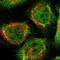 SWT1 RNA Endoribonuclease Homolog antibody, HPA024214, Atlas Antibodies, Immunofluorescence image 